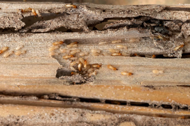 Wasp Removal Services in Sweetwater, FL